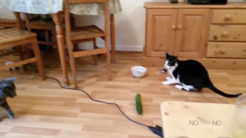 Cats Scared by Cucumbers Compilation