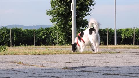 amazing happy dog