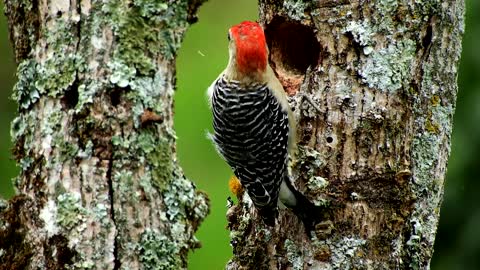 cool bird pecking the tree