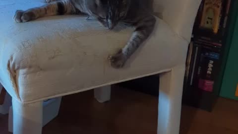 doodle cat teaches chair whose boss