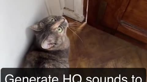 cat sound attract