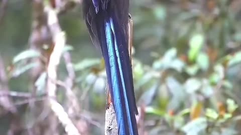 Beautiful Bird of paradise 🐦