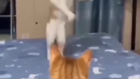 Full funny cat videos 😄😄😄