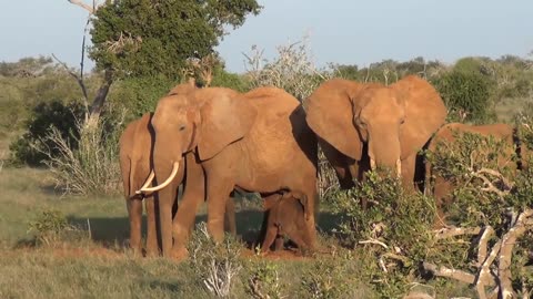 Elephant Giving Birth - Tsavo East Nat'l Park, Kenya