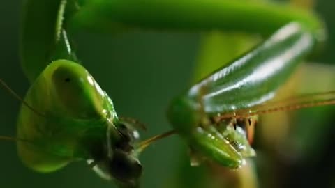 The headless mantis is being mated.The headless mantis is being mated.