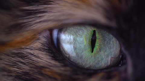 catey animals yeux oeil