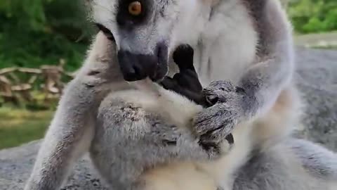 Lemurs eat hand hand # wild animal zero distance