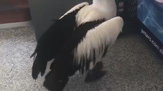 Polite Pelican Patiently Waits for Cold Treat