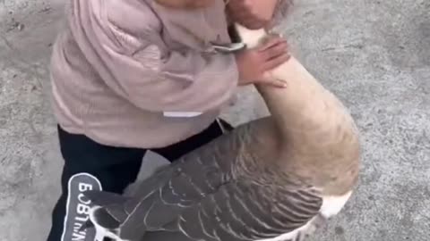 baby fighting with pet