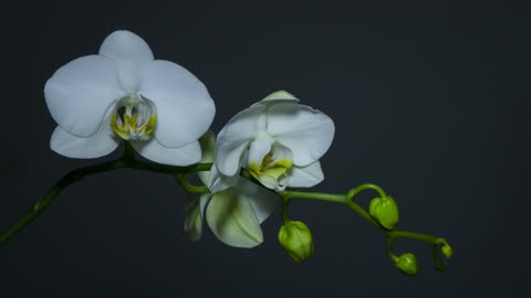 Beautiful white orchid flower