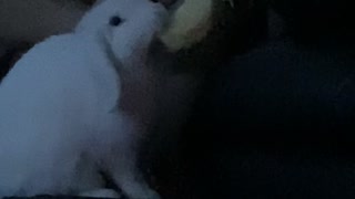 Bunny's Plot to Steal Pringles a Success