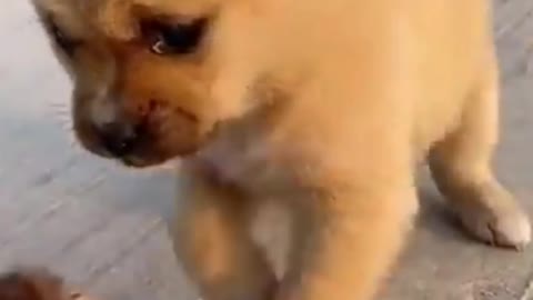 Puppy tries to eat a chick playfully
