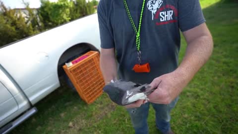 Training your Dog with Live Pigeons!