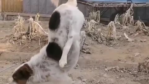 Funny Dog _ Funniest Animals Best Video _ Animals Funny Videos