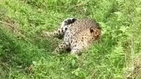 Leopard entered into Tea garden, The workers narrowly escaped with their lives
