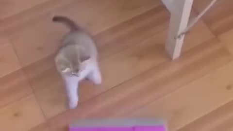 Lovely Funny 😀 Cat Moment Clip 😂 That Will Make You Go Aww..