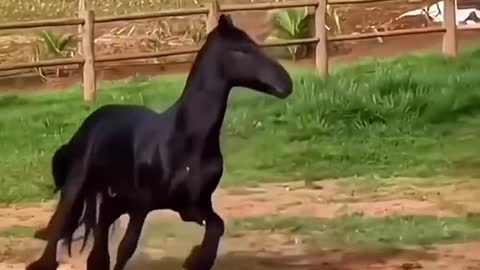 What breed is this horse