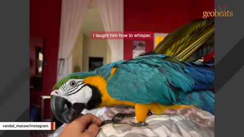 No one wanted this 'crazy' shelter parrot