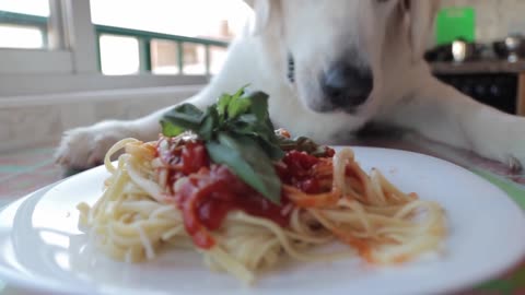 Chef Dog Makes Spaghetti Cute Golden Retriever Puppy Bailey