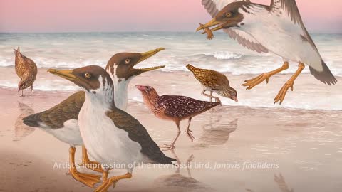 Janavis_ new species of toothed bird from the Age of Dinosaurs