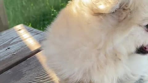 So cute dog pet amazing video