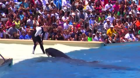 Seaworld SHAMU Killer Whale Show