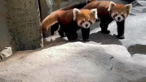 The red panda