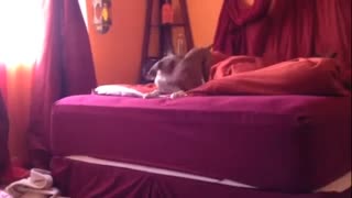 Determined puppy attempts to jump down from bed