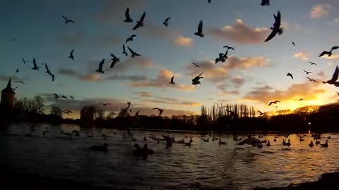 Lake, sunset - birds flying to the camera. gopro