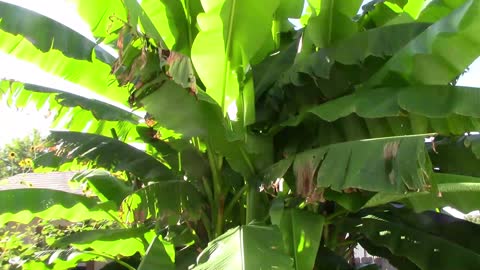 Does Cutting Banana Leaves From A Plant Harm It? Let's Take A Look See.
