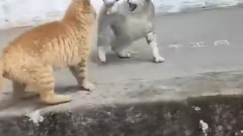 Most funny videos of animals