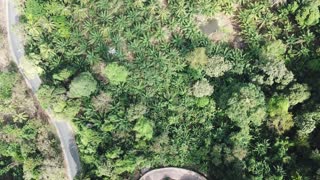 dron in puket (Thailand) mountain tree bird view