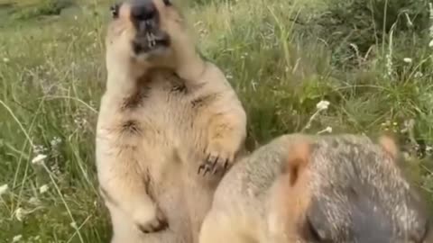 "Intense Marmot Brawl: Two Furry Fighters Battle for a Biscuit!"