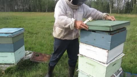 EQUALIZING A HIVE