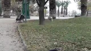 A fast running dog.