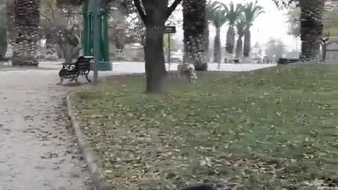 A fast running dog.