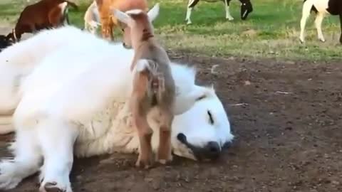 Goats jumping on giant dog