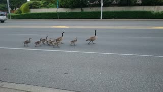 Why Did the Ducks Cross the Road?