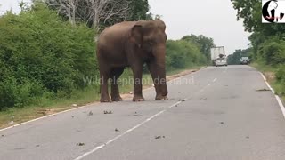 Unexpectedly looking for elephants