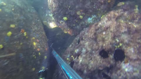 Caça Submarina - Angra dos Reis - RJ