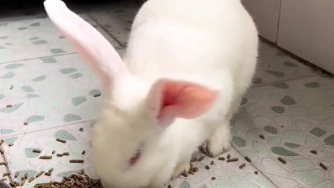 Funny videos animal