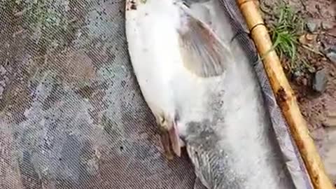 I caught catfish 5kg