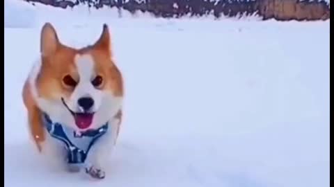 The way animals play in the snow