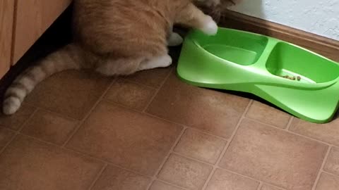 Kiyoko the Cat Using Paw to Drink Water