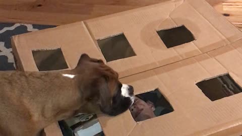 Boy Builds Treat-A-Dog Game For Boxer Dog