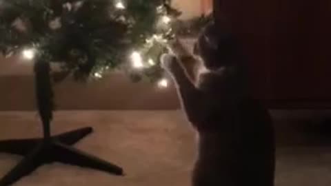 Cat Plays With Decorations Hanging From Christmas Tree