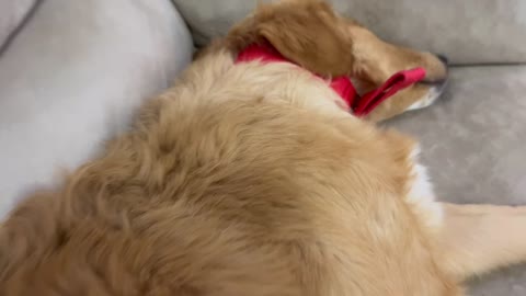 Golden retriever sleeping with tongue out