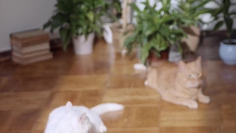 "Purrfectly Adorable: The Cutest Cat Video You'll See Toda