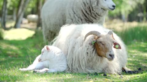"Everything You Need to Know About Domestic Sheep: Breeds, Care, and More"