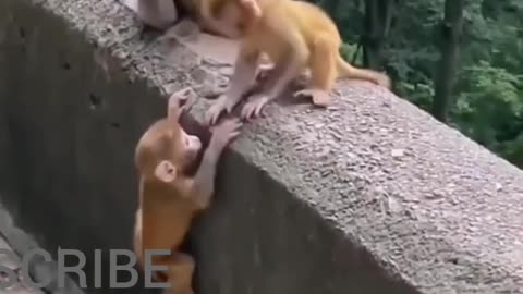 A frog surprises cute & naughty monkeys